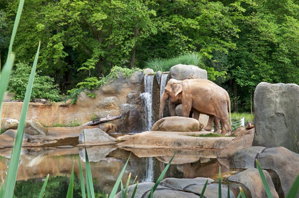 elefante nello zoo di praga